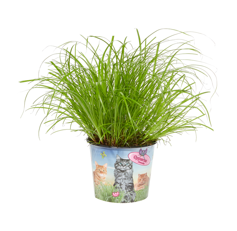 HERBE À CHAT POT 12 en promo