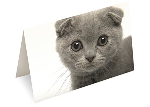 30 Cartes Postales Vintage Chats - Cadeau Noël, Correspondance, Scrapbooking - Motifs Rétro Collectionnables