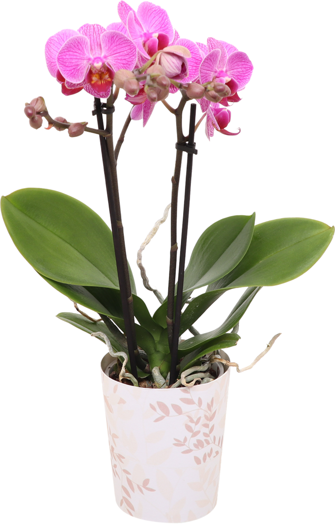 Phalaenopsis 2 Branches 8740301182846 phalaenopsis-2-branches-8740301182846