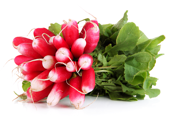  Radis Roses code EAN 0000000351515 