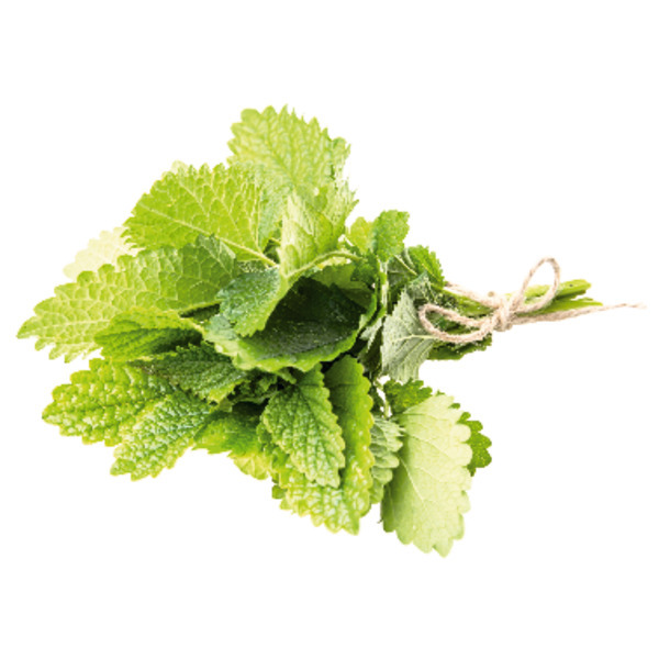 Menthe En Botte 0000006427092 