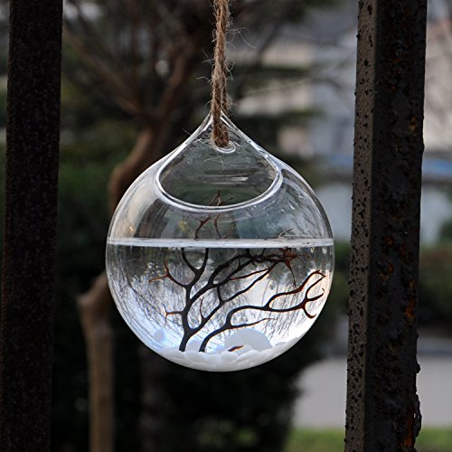 Vase Suspendu de Verre Boule Pour Fleur Décorat...