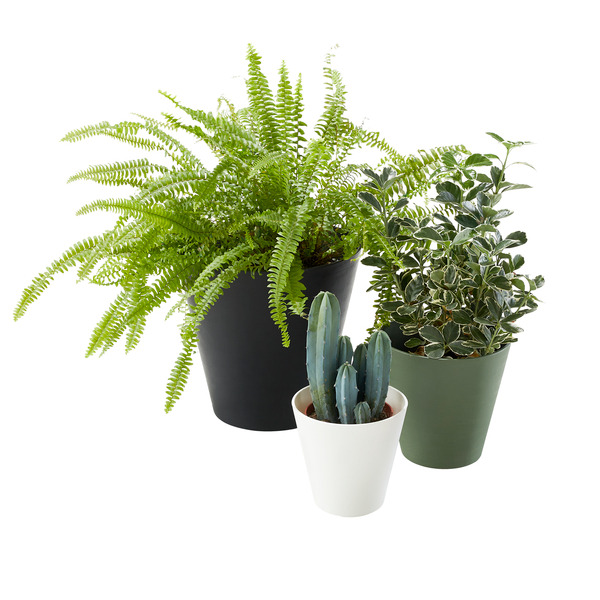 DEROMA POT A RESERVE D'EAU 16CM 
 code EAN 0191942029904 