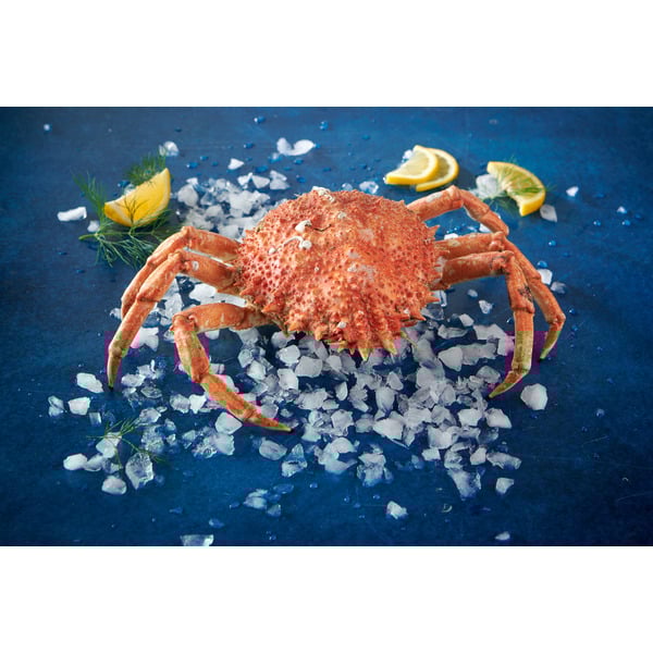 Araignée Cuite  0203081000000 