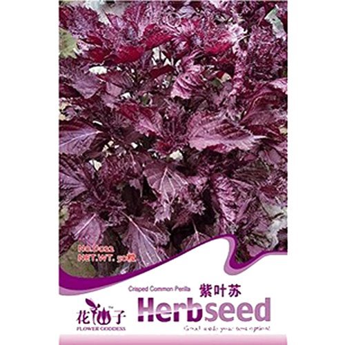 Tm) 1 sac 50 graines violet perilla rouge shiso...