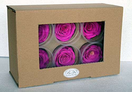 Rose éternelle, coffret de 6 boutons Fuchsias