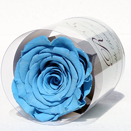 Rose éternelle Bleue