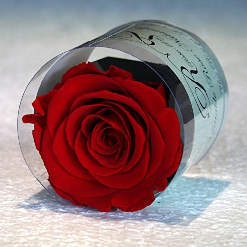 rose éternelle Rouge