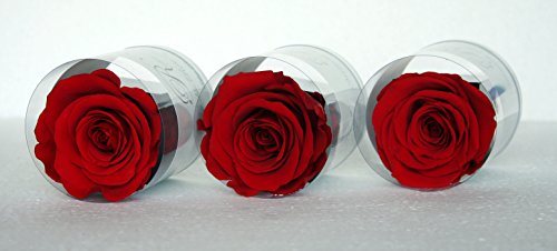 Roses éternelles stabilisées Rouges par trois