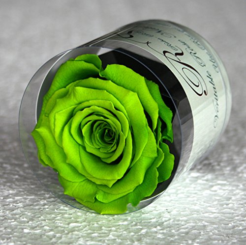 Rose éternelle Verte