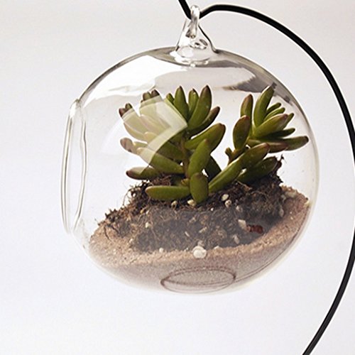 Vase Suspendu en Verre Transparent Boule pour P...
