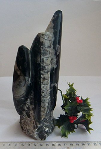 S d'ammonite orthoceras marbre sculpture fossil...