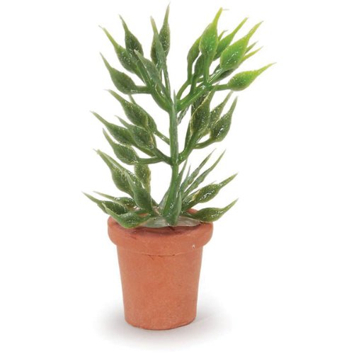 Plante intemporelle Miniatures-grande maison