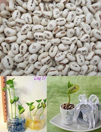 20 pcs Semence Beans Magique Haricot Message Pl...