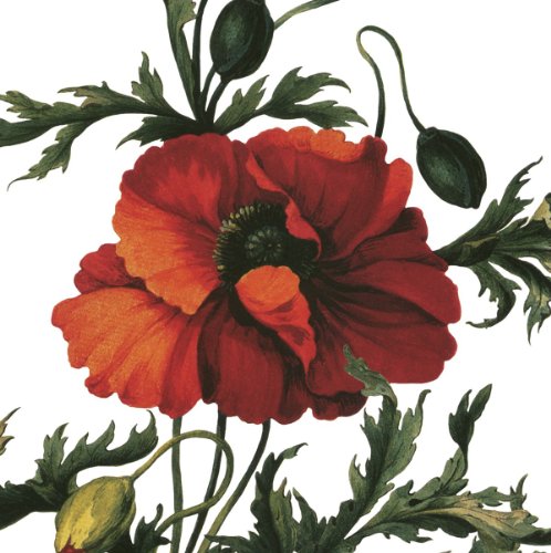 IHR Caskata Studio Caskata Studio Rouge coquelicot PaPaVER luxe lunch Serviettes de table de Papier traditionnel 20 Pack squarek 33 cm 0686423573873 (0686423573873)