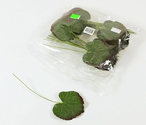 Galax feuilles vert L?: env. 20 cm, 48 Pièces/P...