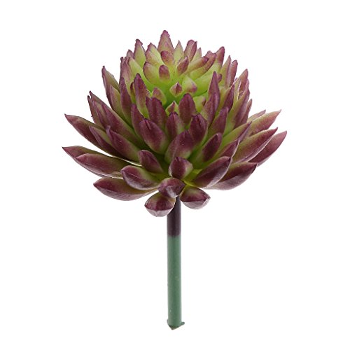 Echeveria Fleur Feuillage Plante Succulente Art...