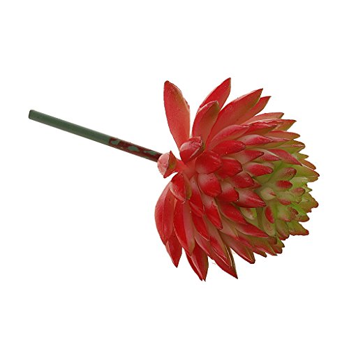 Echeveria Fleur Feuillage Plante Succulente Art...