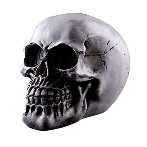 Modèle Crâne Statue Figurine Squelette de Tête ...