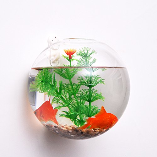 Vase en Verre Transparent Mural Boule pour Plan...