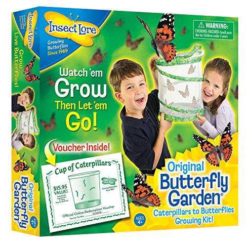 De buki - jeux educatifs - kit insectes vivants...
