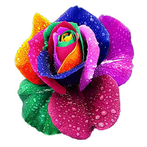 CRAVOG Cravog Vivaces Belle Floraison 500 Pcs Rose Graines Arc-en-ciel Couleurs 0746827653387 (0746827653387)