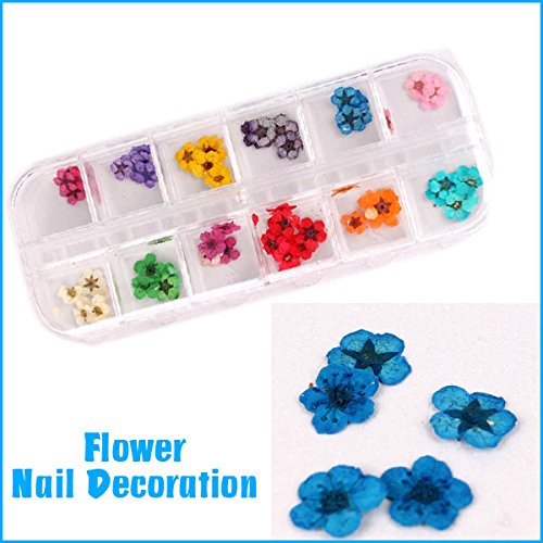 starvy (TM) véritable fleur naturelle à sec Fle...