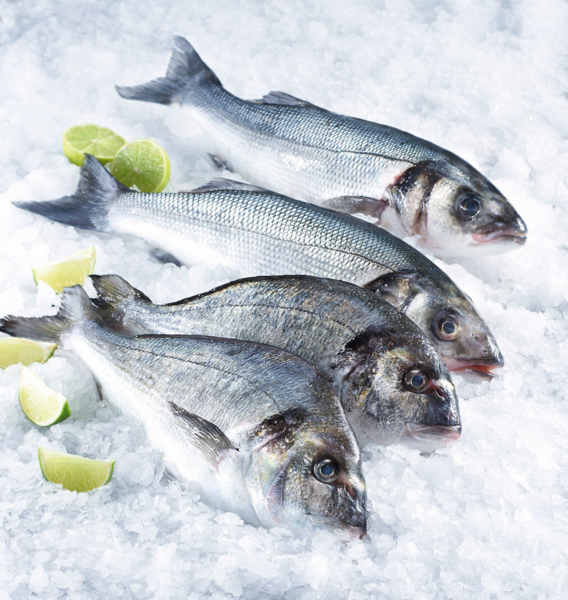  DORADE ROYALE  code EAN 0972000000524 