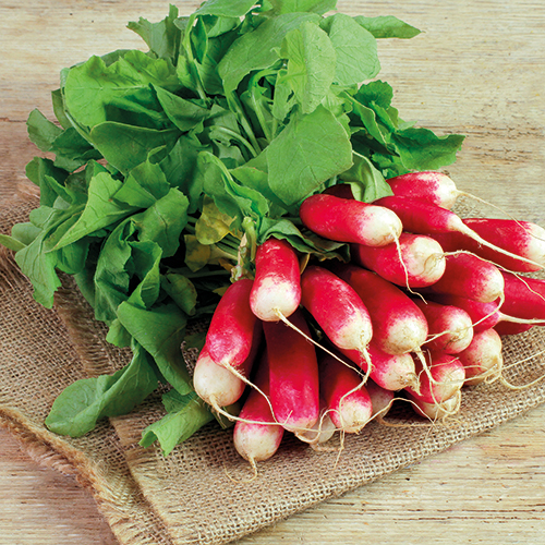  RADIS code EAN 1048484 