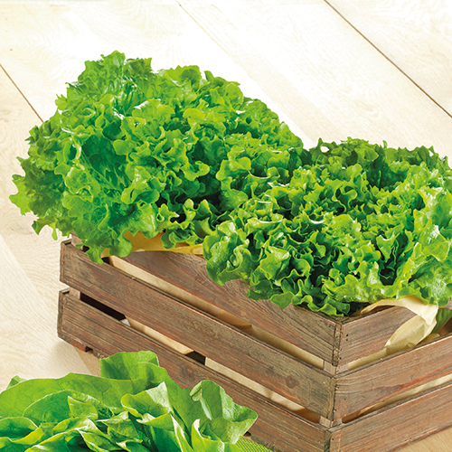 SALADES BATAVIA X2 1163989 