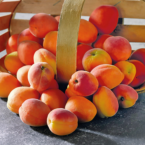 ECO+ ABRICOTS code EAN 1173474 