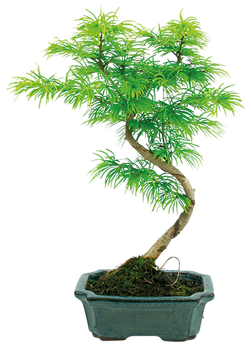 BONSAÏ D'EXTÉRIEUR DE 7 ANS 1206016 
