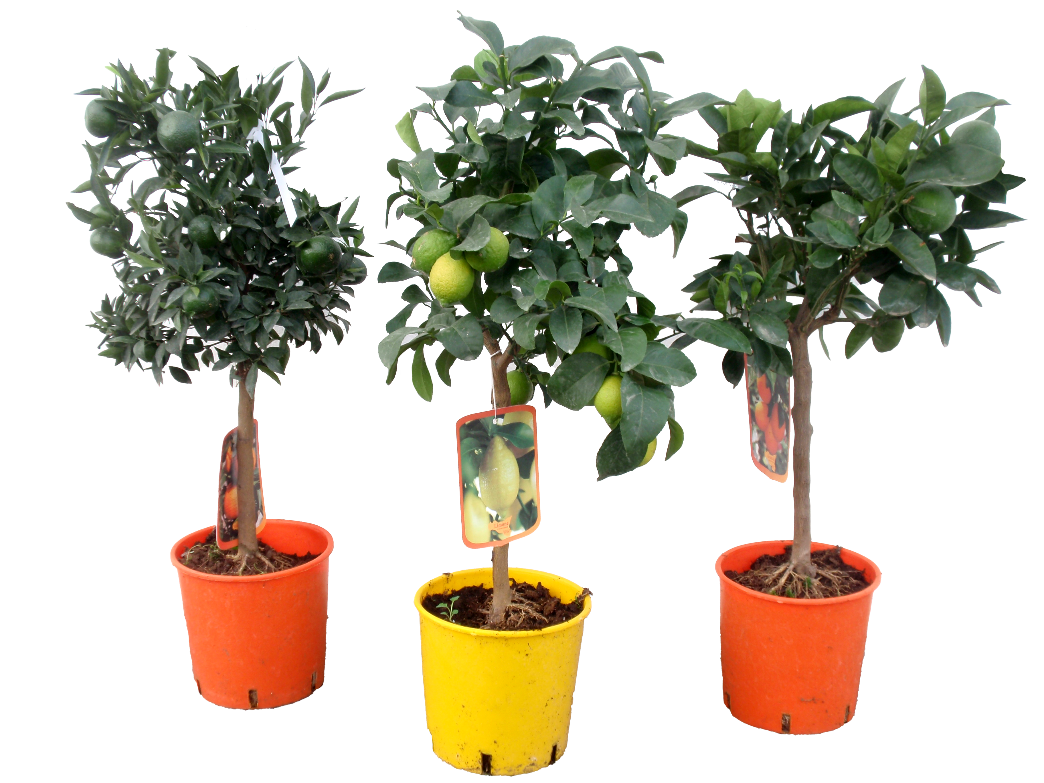  AGRUMES VARIÉS code EAN 1211234567892 