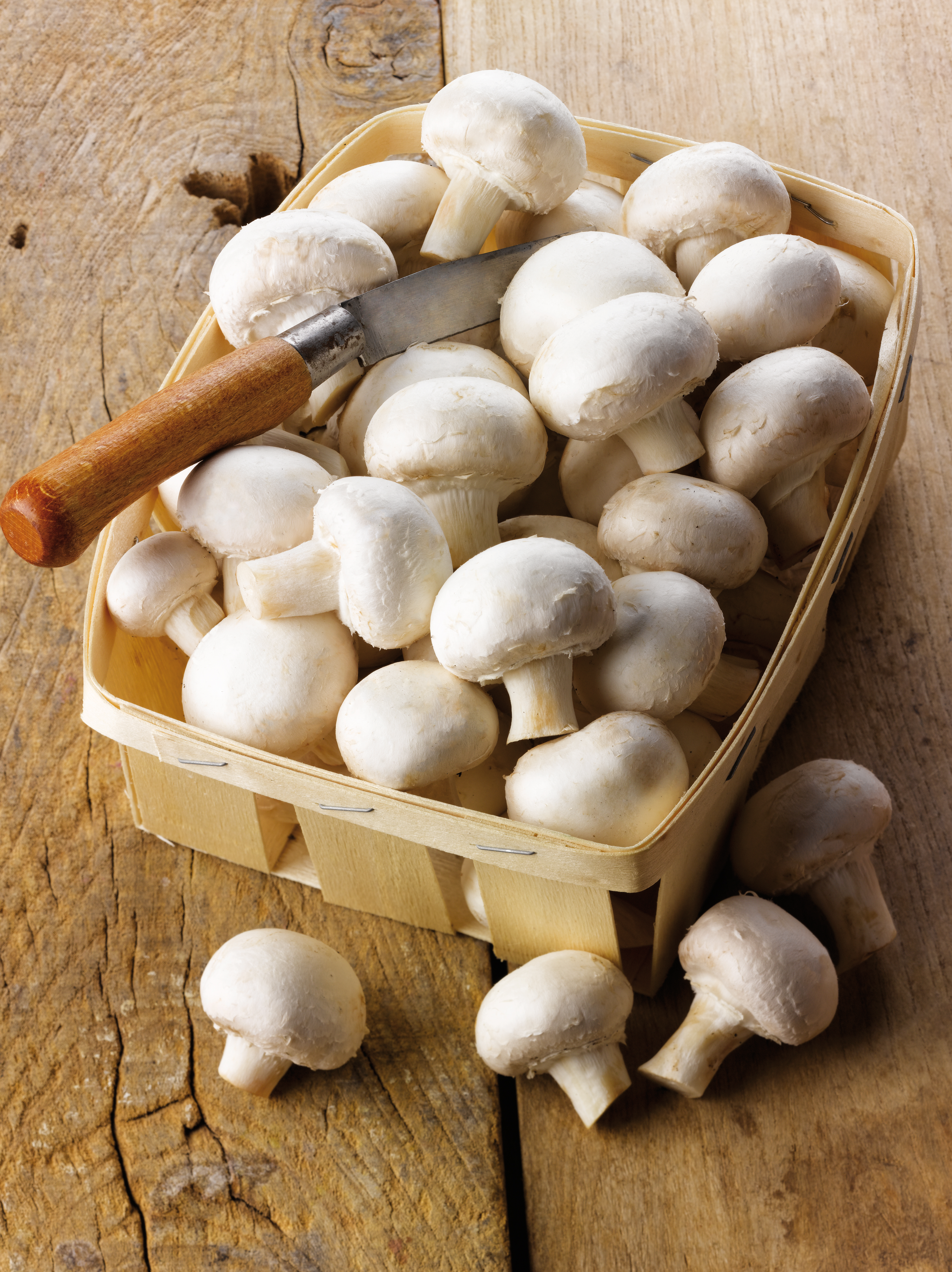CHAMPIGNONS DE PARIS BLANCS