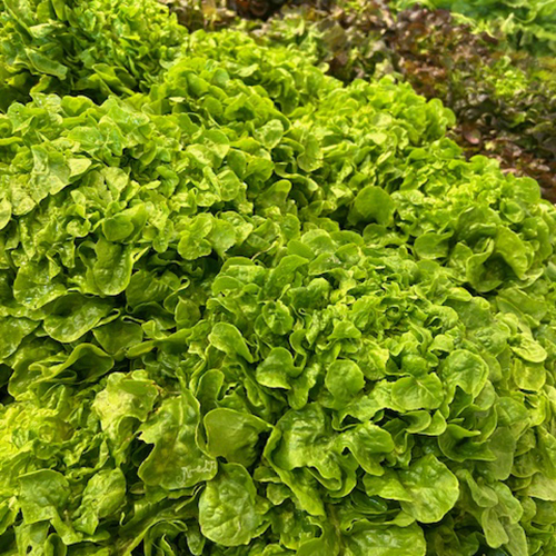 BATAVIA OU FEUILLE DE CHÊNE BLONDE 1219191 DOMAINE DE TABORY