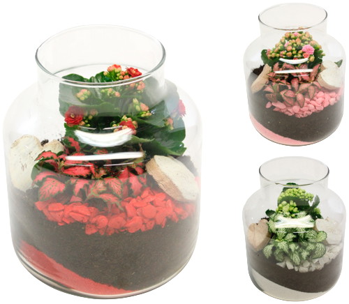  COMPOSITION TERRARIUM 2 PLANTES code EAN 1438761966888 