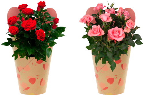  ROSIER AVEC COUVRE POT DÉCORÉ code EAN 1438771966892 