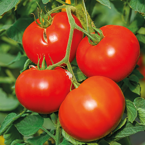  TOMATE GRAPPE code EAN 1456896 