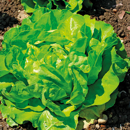 CASAC SALADES LAITUE, BATAVIA, FEUILLE DE CHÊNE BLONDE ET ROUGE code EAN 1487531 