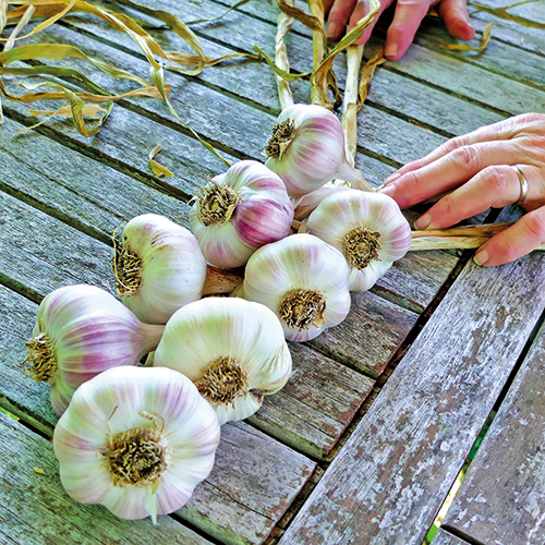 JÉRÔME AUDIBERT AIL TRESSE code EAN 1495986 