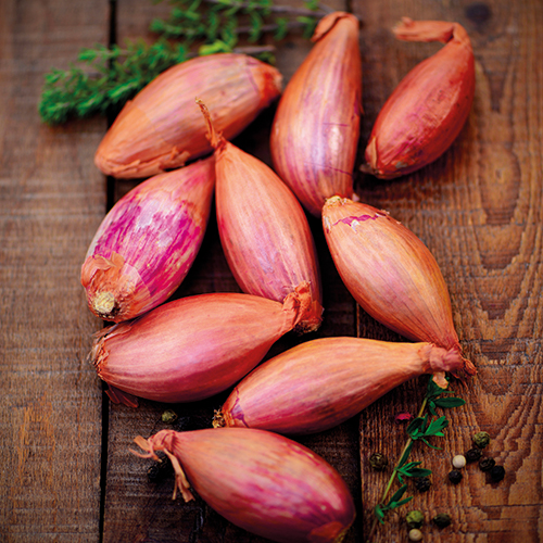 THIERRY BUCHINI ÉCHALOTE code EAN 1498822 