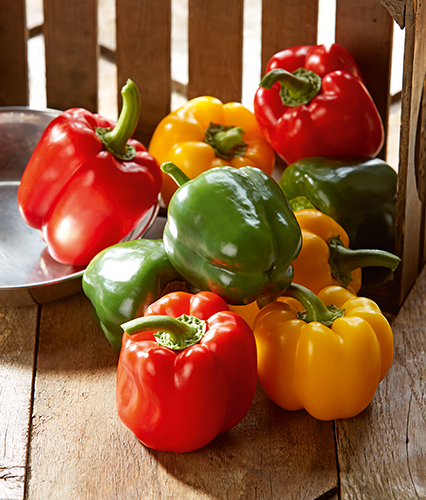  POIVRON BICOLORE code EAN 1500000000001 