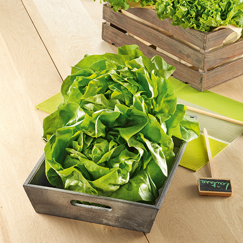 SARL GOUEZOU SALADE code EAN 1523916 