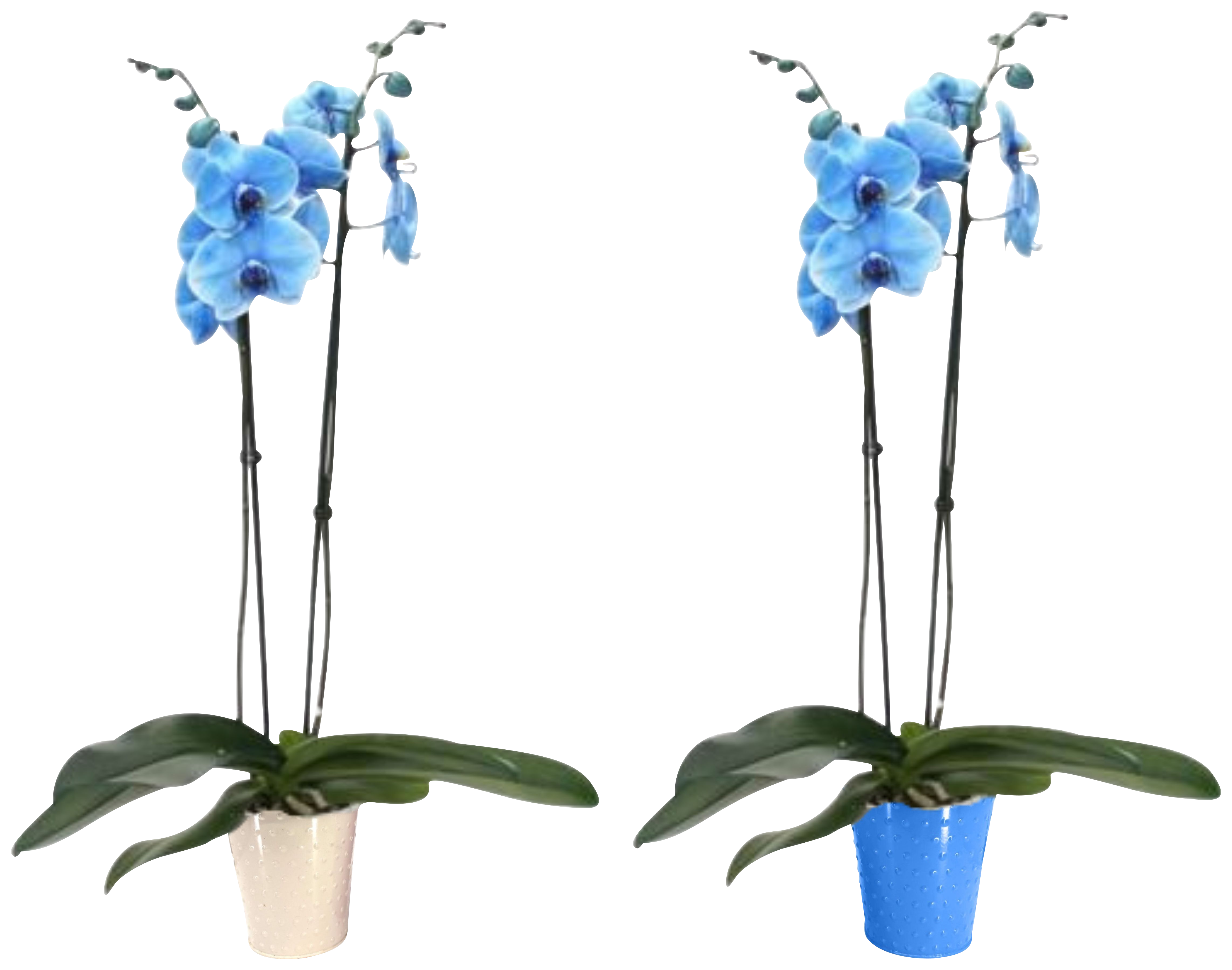  ORCHIDÉE TEINTÉE BLEUE 
2 TIGES code EAN 1535030207206 