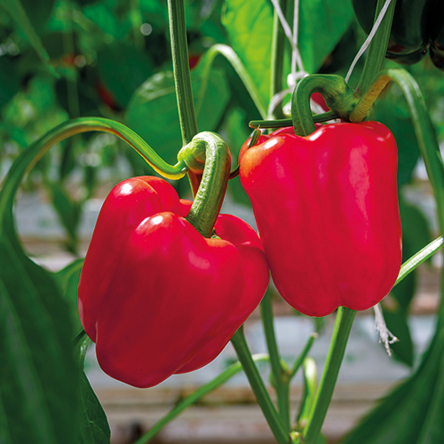 LES JARDINS DE L’HORTUS POIVRON ROUGE code EAN 1646130 