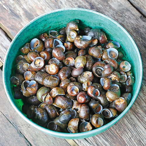 AUX VIVIERS DE PENFOULIC BIGORNEAUX code EAN 1655555 