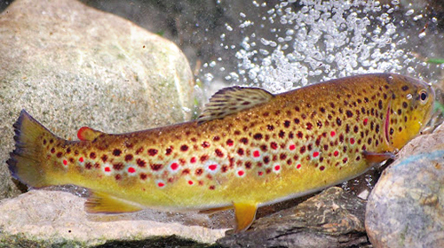 PISCICULTURE POISSONS ET PASSION TRUITE ARC EN CIEL code EAN 1694373 