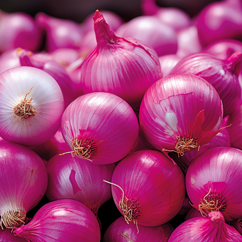 FERME DU PALUD OIGNON ROSES ROSCOFF IGP code EAN 1748485 