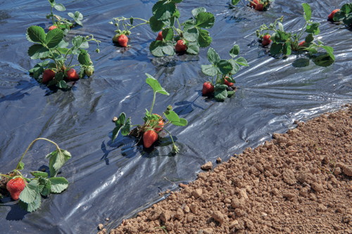 BEAUX JOURS FILM DE PAILLAGE code EAN 1771653451890 