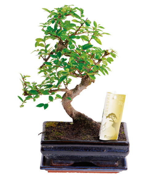  BONSAÏ EXTÉRIEUR code EAN 1802284000003 